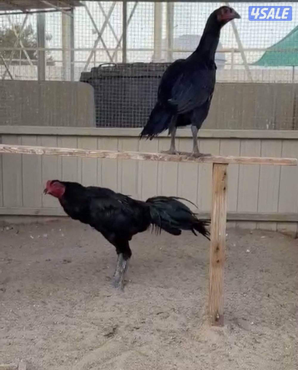 تايلندي رفيع مستوي فاخر4