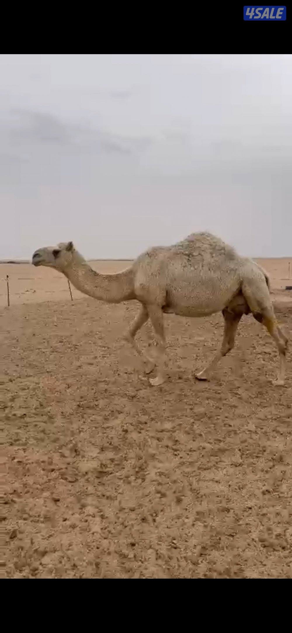 خمس ابل لاقحات0