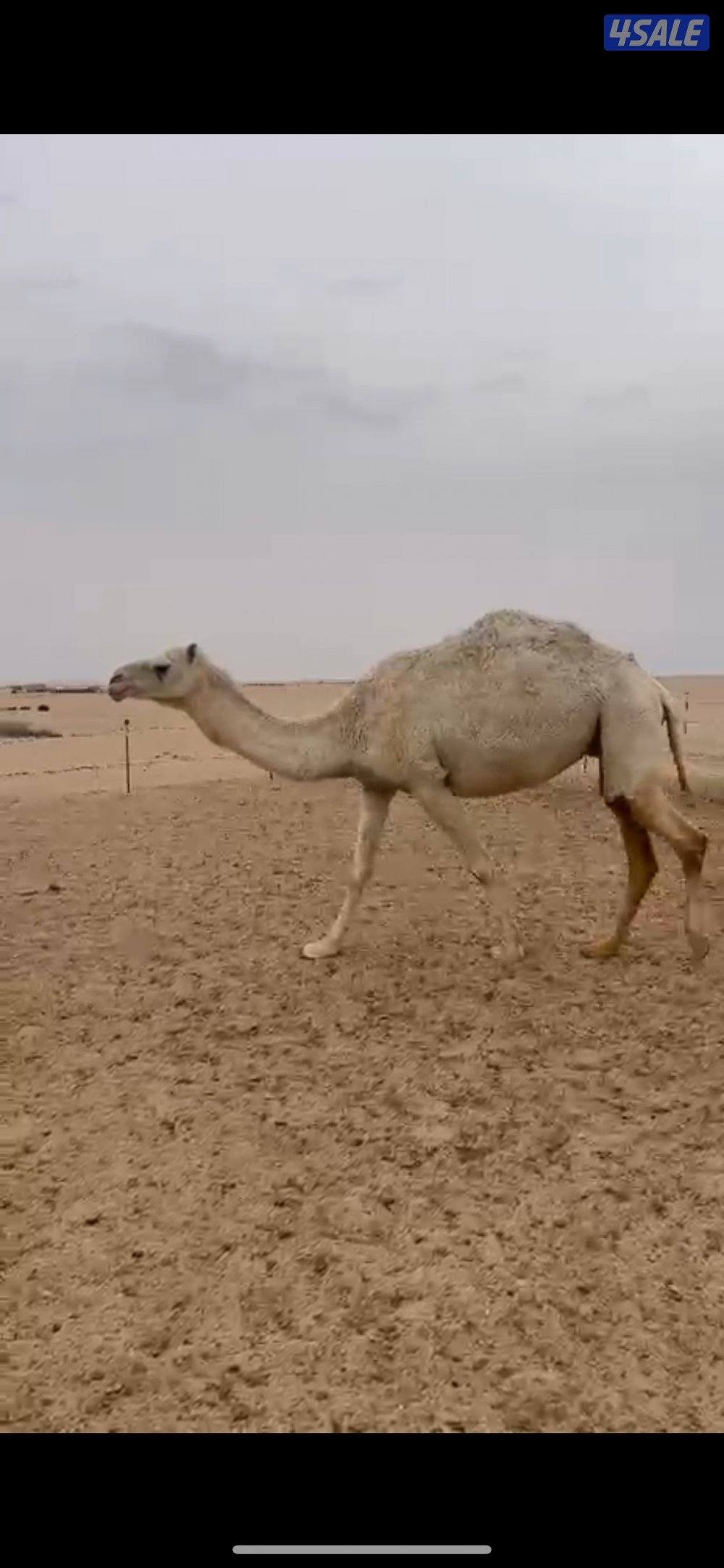 خمس ابل لاقحات1