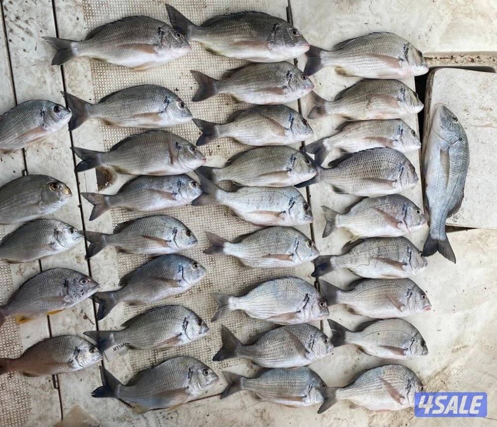 رحلات بحريه للايجار توصيل جزر #نويبي #شعم2