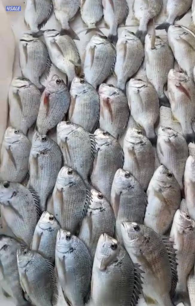 رحلات بحريه للايجار توصيل جزر #نويبي #شعم4