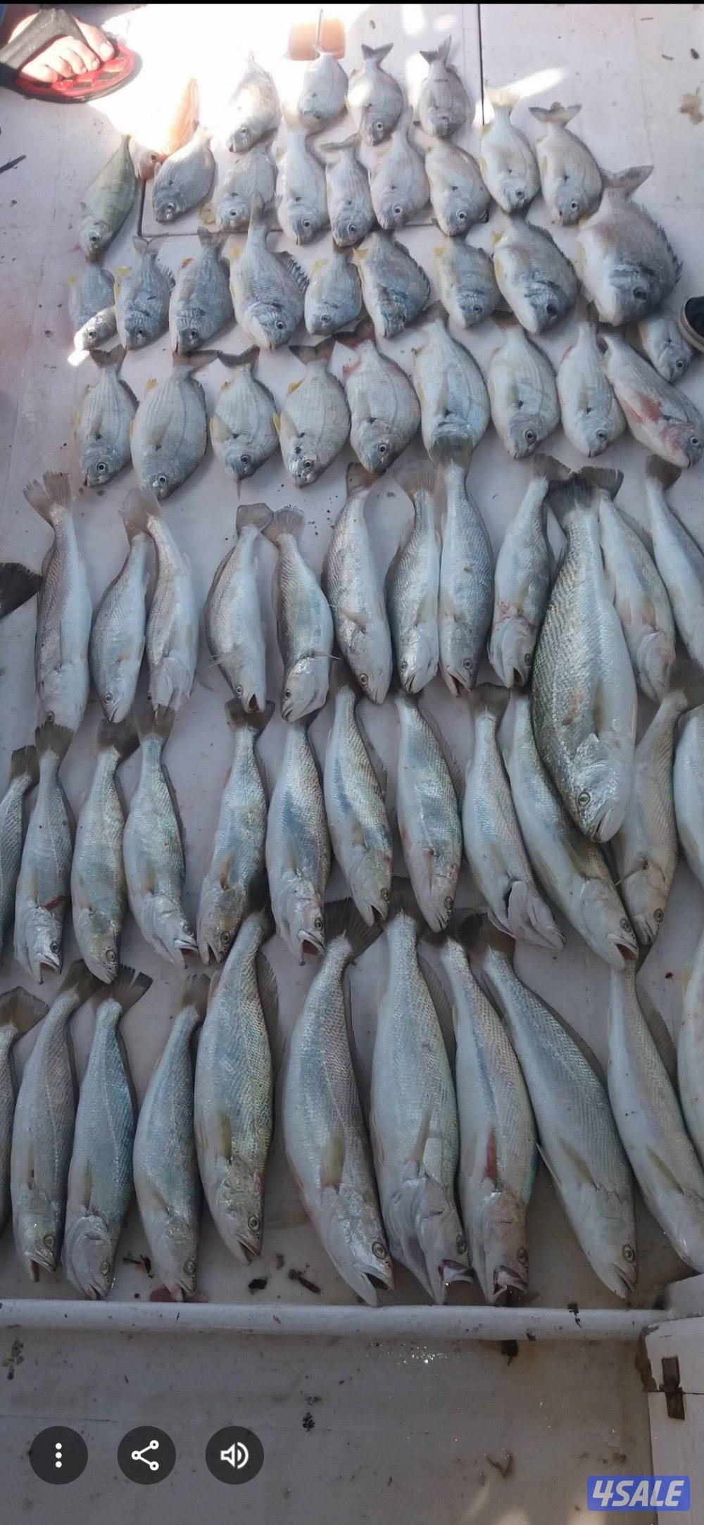 رحلات بحريه للايجار توصيل جزر #نويبي #شعم5