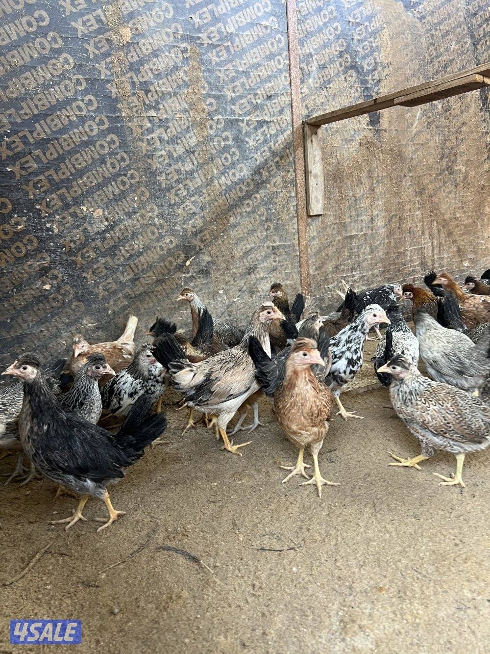 للبيع فروخ دجاج العمر شهرين ونص لي الثلاثه واسبوع0