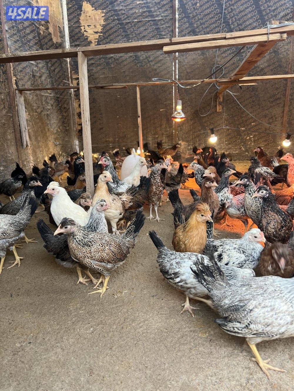 للبيع فروخ دجاج العمر شهرين ونص لي الثلاثه واسبوع1