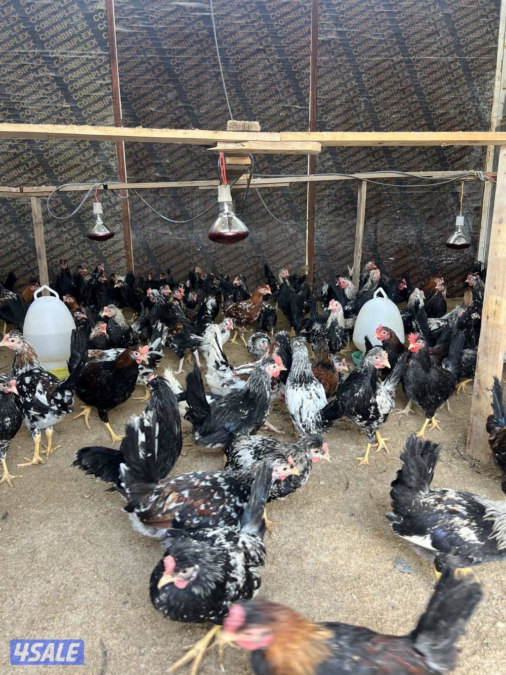 للبيع فروخ دجاج العمر شهرين ونص لي الثلاثه واسبوع2