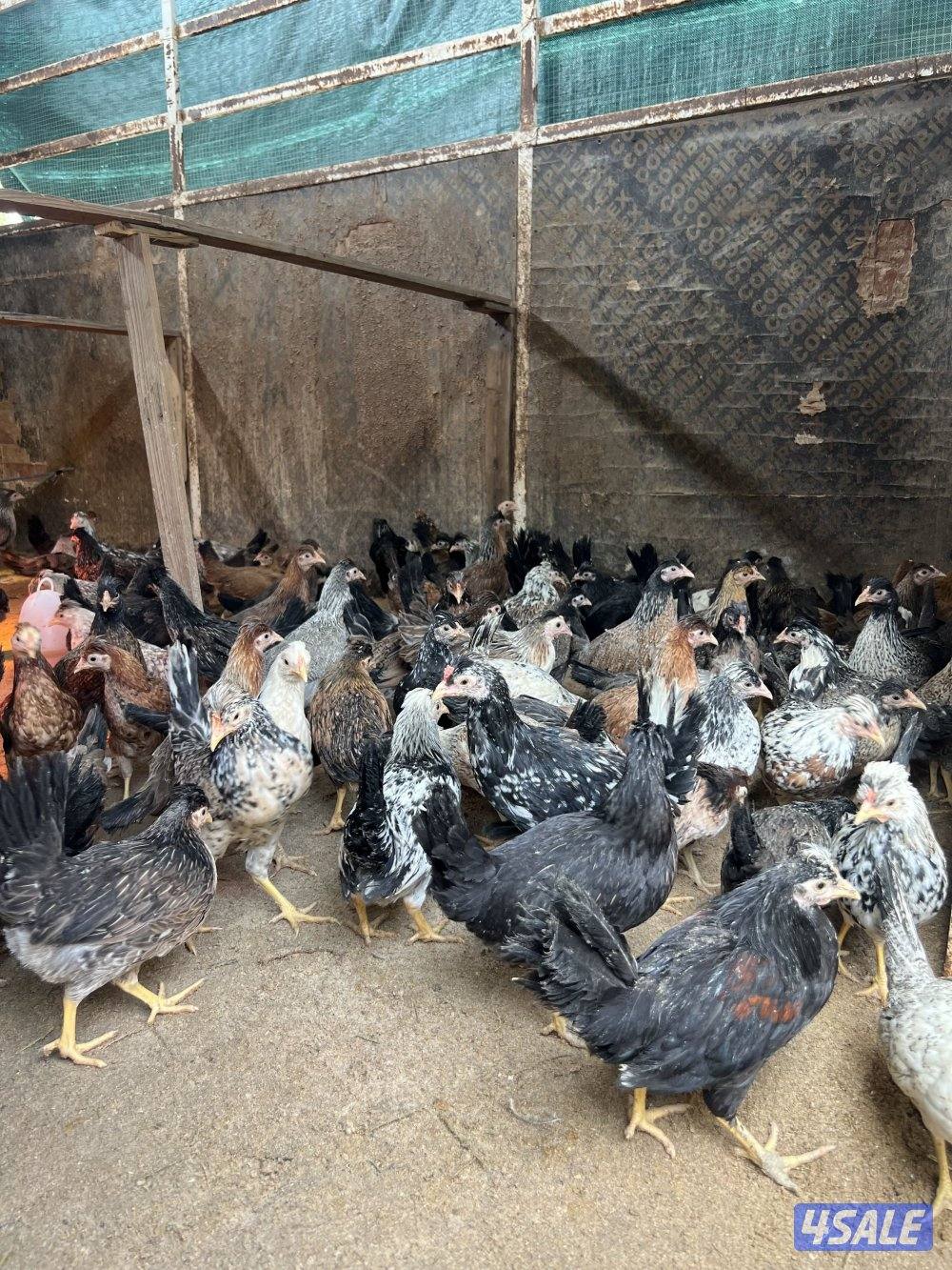 للبيع فروخ دجاج العمر شهرين ونص لي الثلاثه واسبوع3