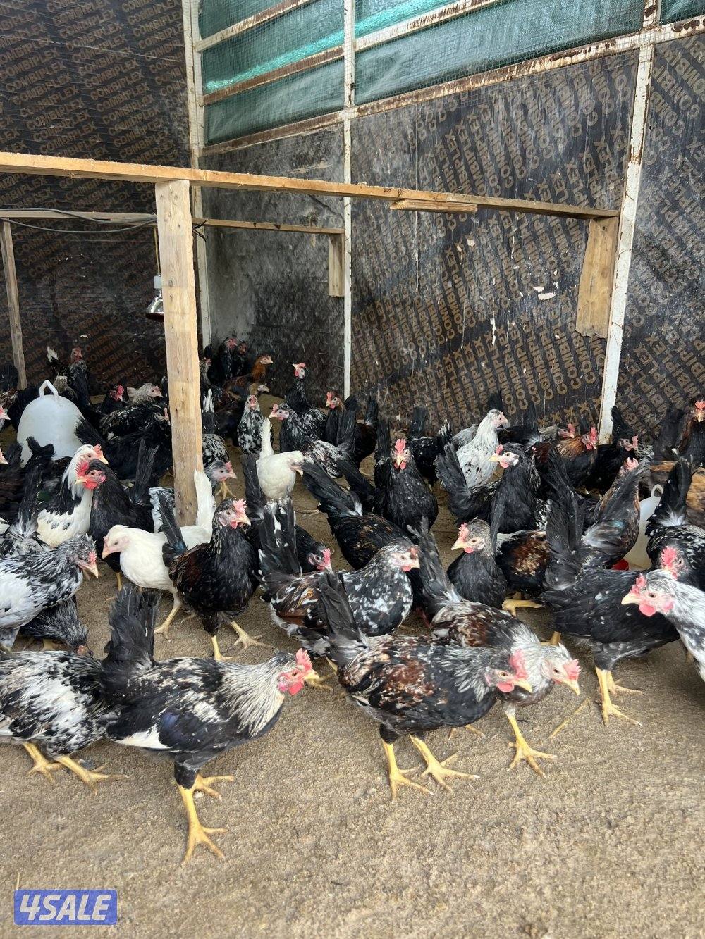 للبيع فروخ دجاج العمر شهرين ونص لي الثلاثه واسبوع4