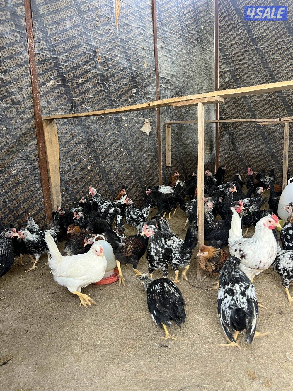 للبيع فروخ دجاج العمر شهرين ونص لي الثلاثه واسبوع5