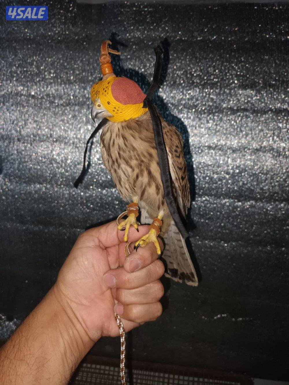 السلام عليكم ورحمة الله وبركاته0