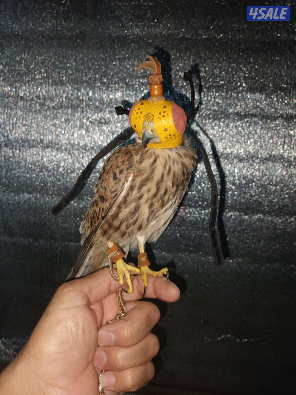 السلام عليكم ورحمة الله وبركاته2