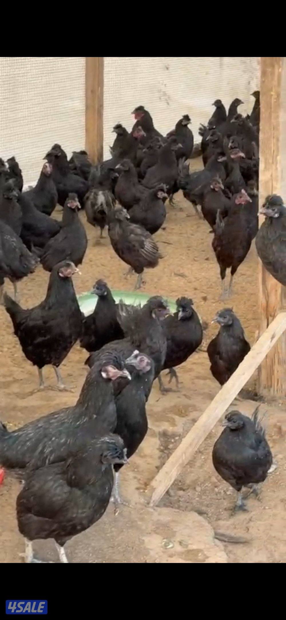 للبيع دجاج عراقي شبب0