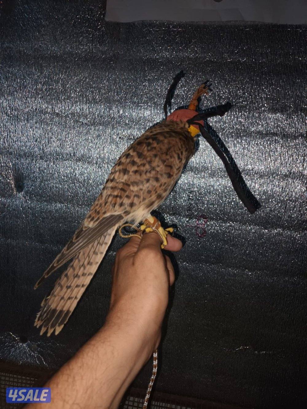 السلام عليكم ورحمة الله وبركاته6