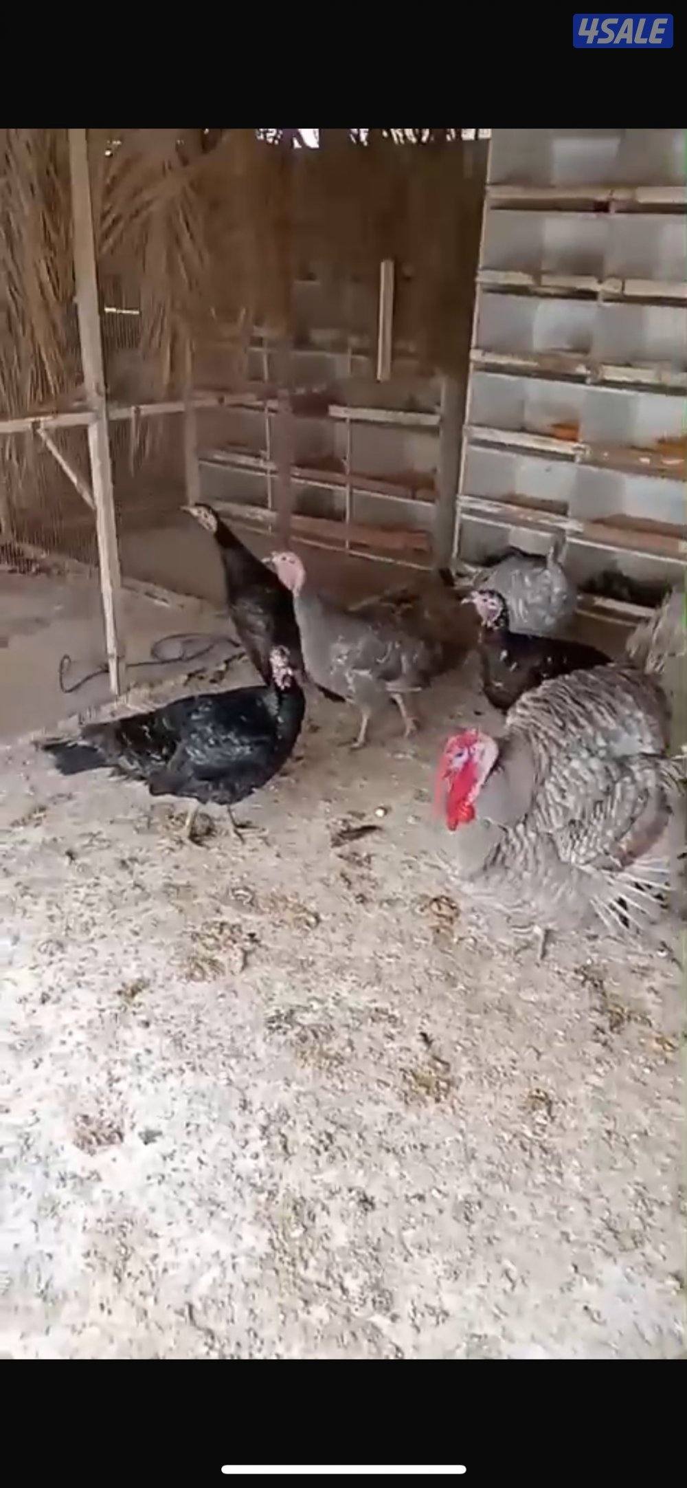 للبيع رومي الوان مشكله العدد ١٠0