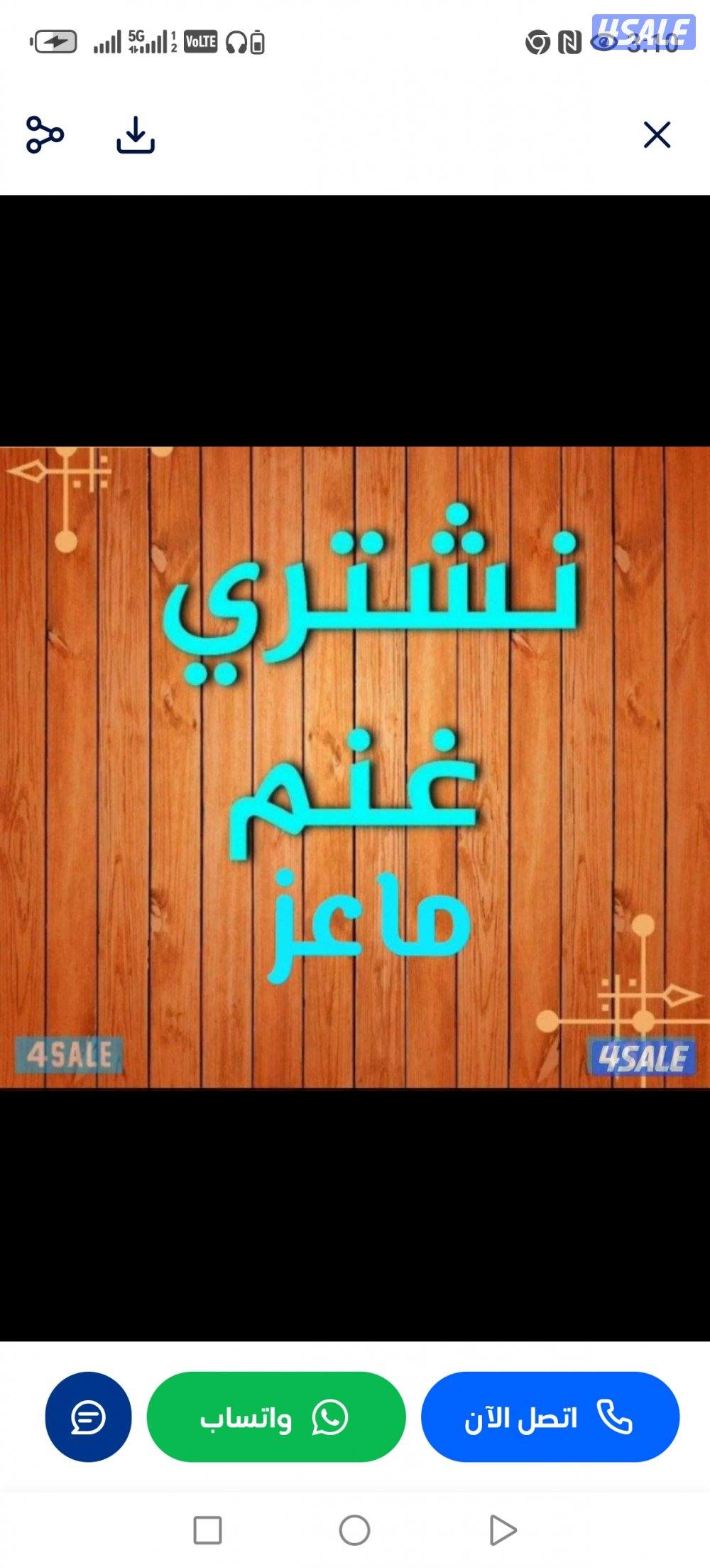 نشتري جميع انواع الحلال غنم معزا طليان0