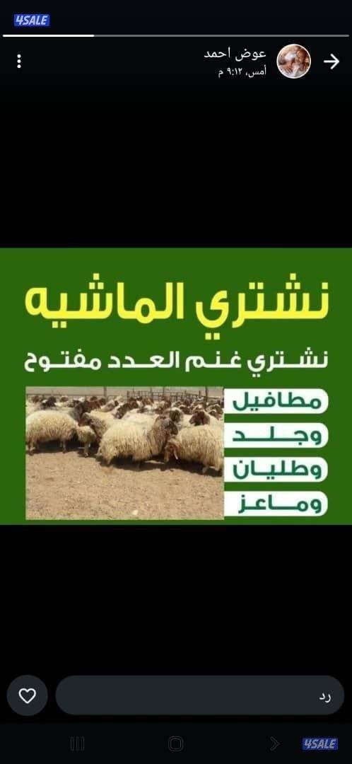 نشتري غنم معزه جميع انواع الحلال0