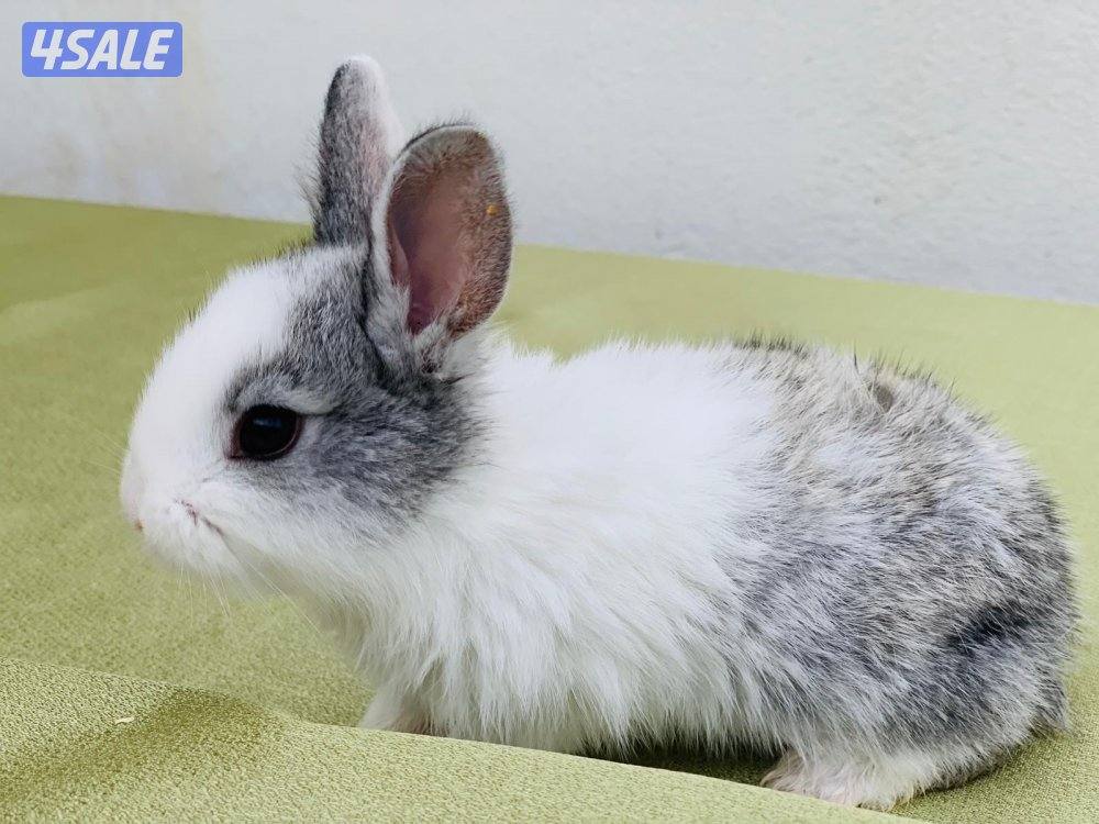 للبيع ارانب فرنسية صغار 🐰4
