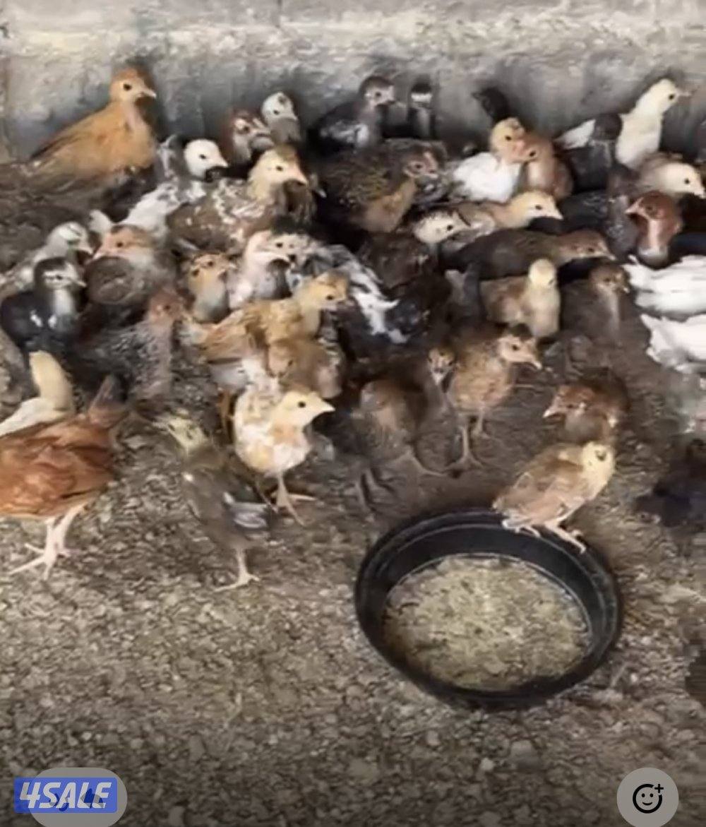 للبيع فري المكان الوفرة0