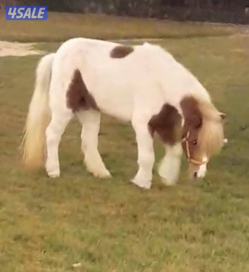 للبيع / بونيه0