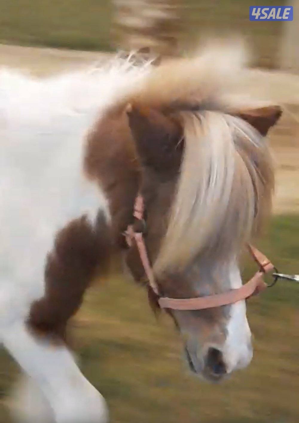 للبيع / بونيه2