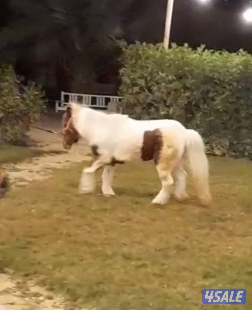 للبيع / بونيه1