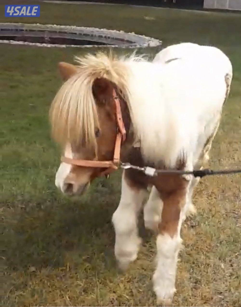 للبيع / بونيه3