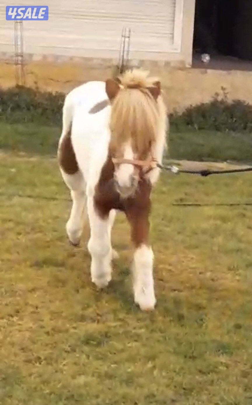 للبيع / بونيه4