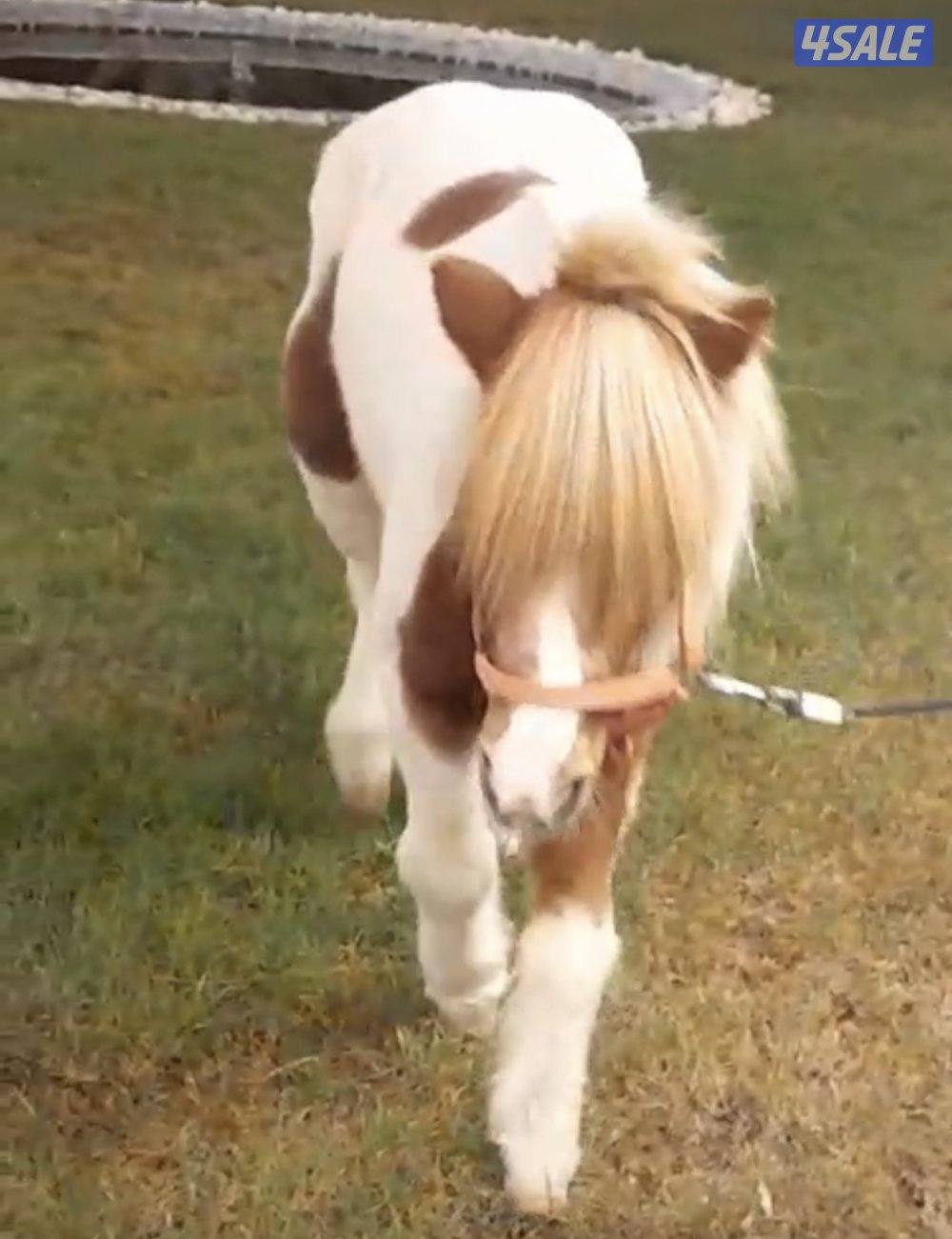 للبيع / بونيه5