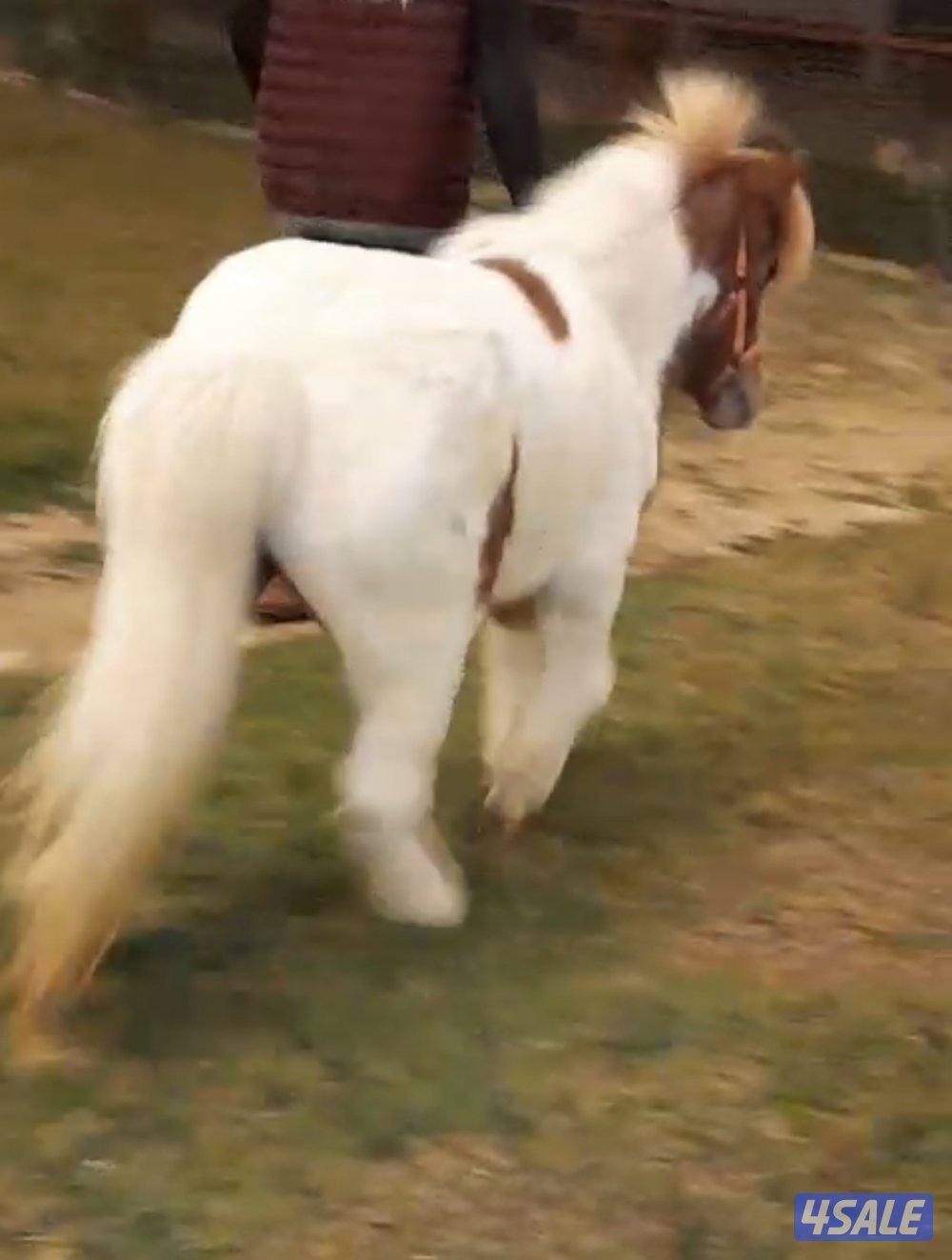 للبيع / بونيه7