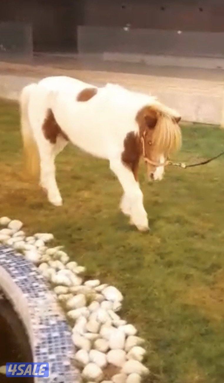 للبيع / بونيه8