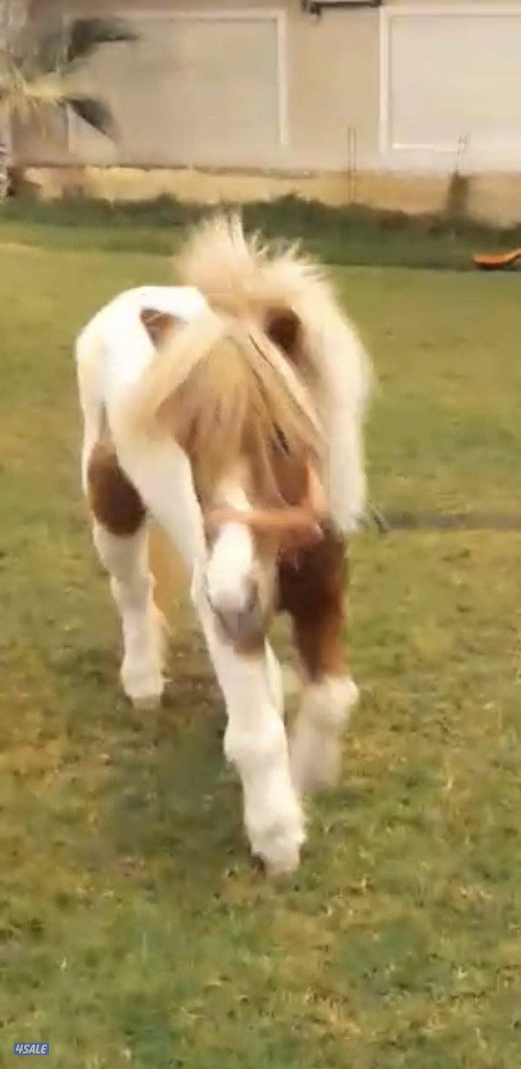 للبيع / بونيه9