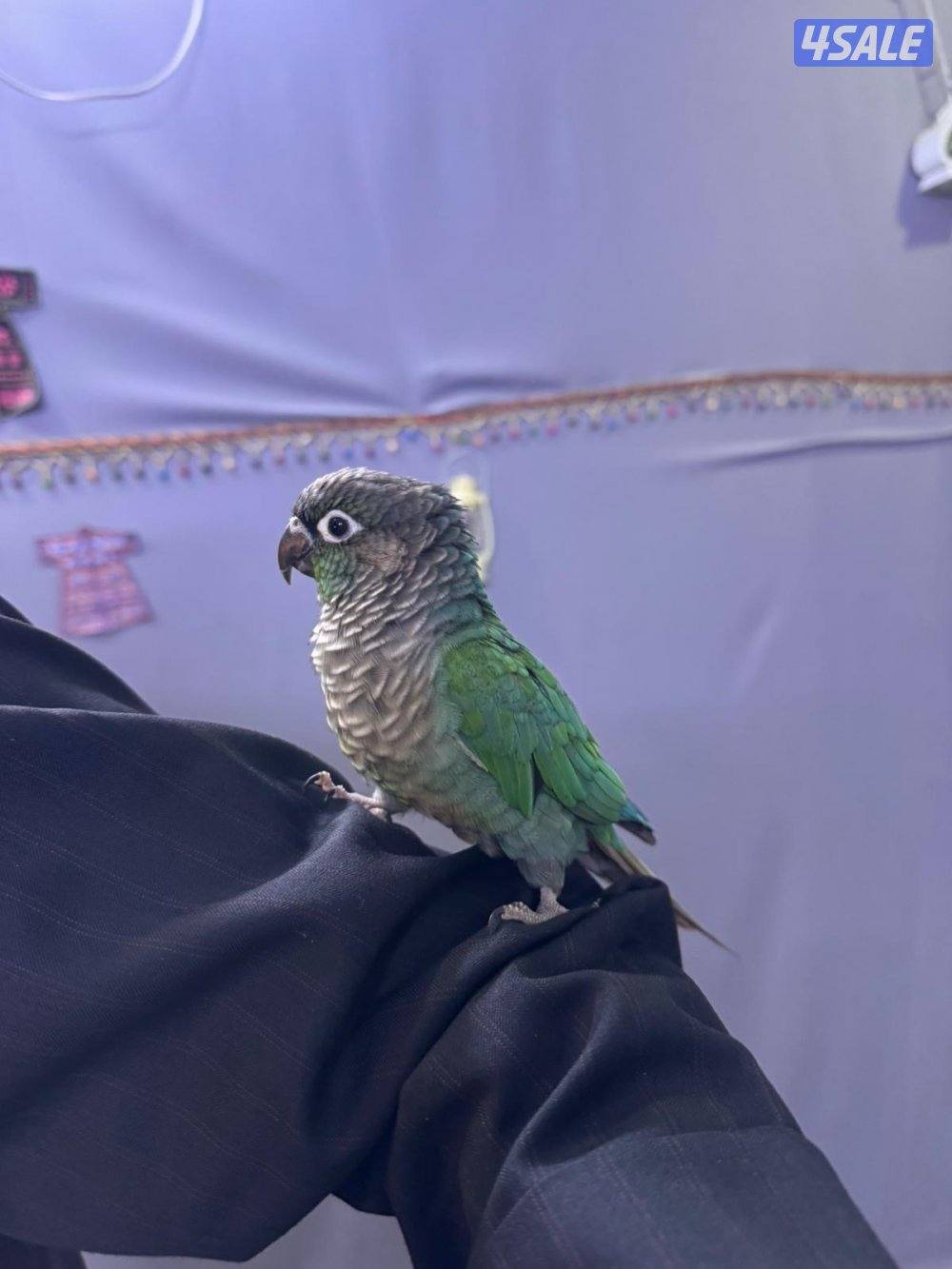 للبيع كنيور ربوه بس في عض من سبب الاهمال0