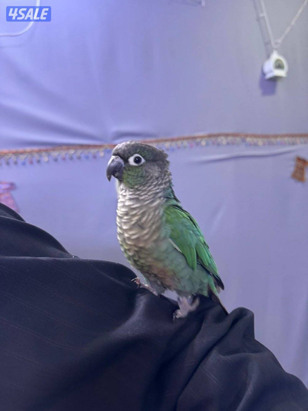 للبيع كنيور ربوه بس في عض من سبب الاهمال1