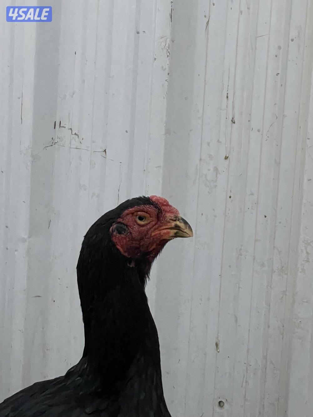 للبيع مجموعه هنود3