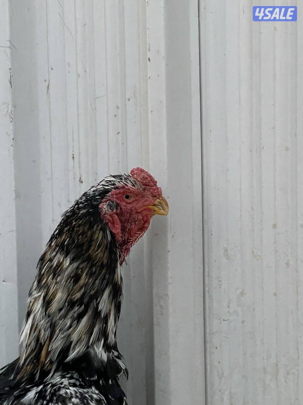 للبيع مجموعه هنود4