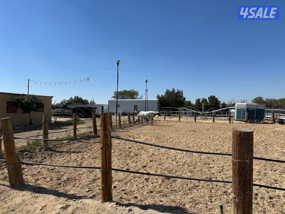 مربط جديد عند ستاربكس ومستشفى الخيل🐎1