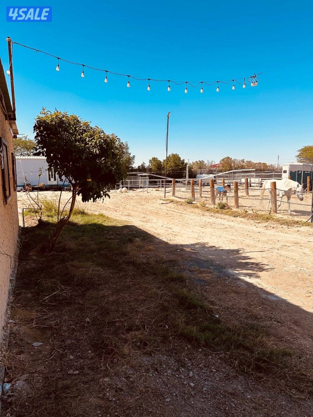 مربط جديد عند ستاربكس ومستشفى الخيل🐎2