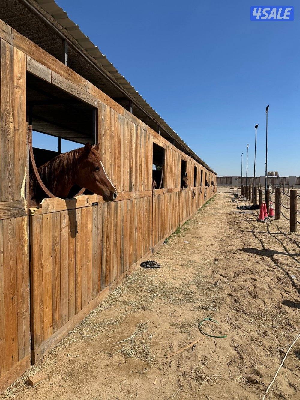 مربط جديد عند ستاربكس ومستشفى الخيل🐎4