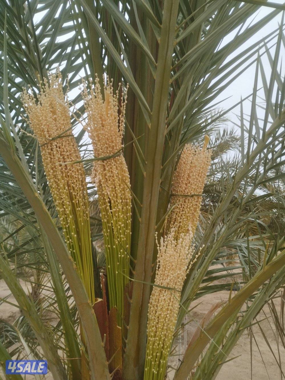 تنسيق حدائق وتنظيف وتكريب نخيل1