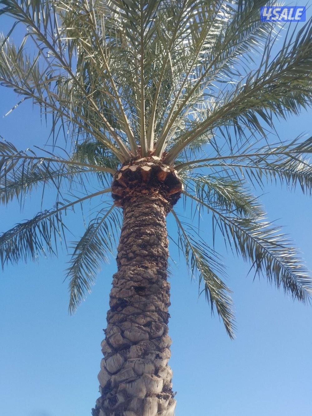 تنسيق حدائق وتنظيف وتكريب نخيل2