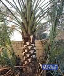 تنسيق حدائق وتنظيف وتكريب نخيل6