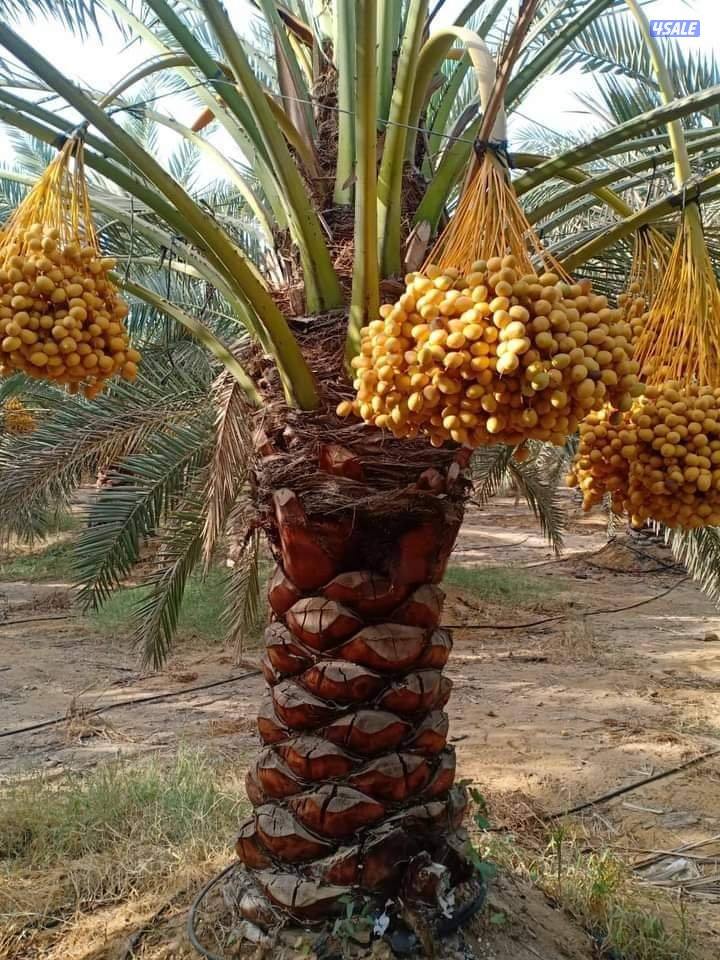 تنسيق حدائق وتنظيف وتكريب نخيل5