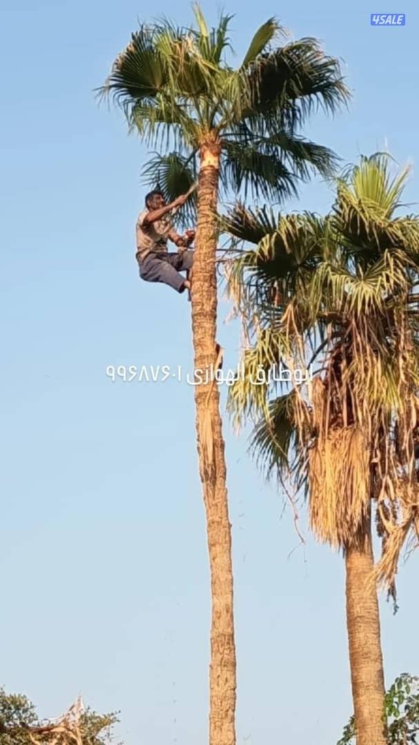 تنسيق حدائق وتنظيف وتكريب نخيل8