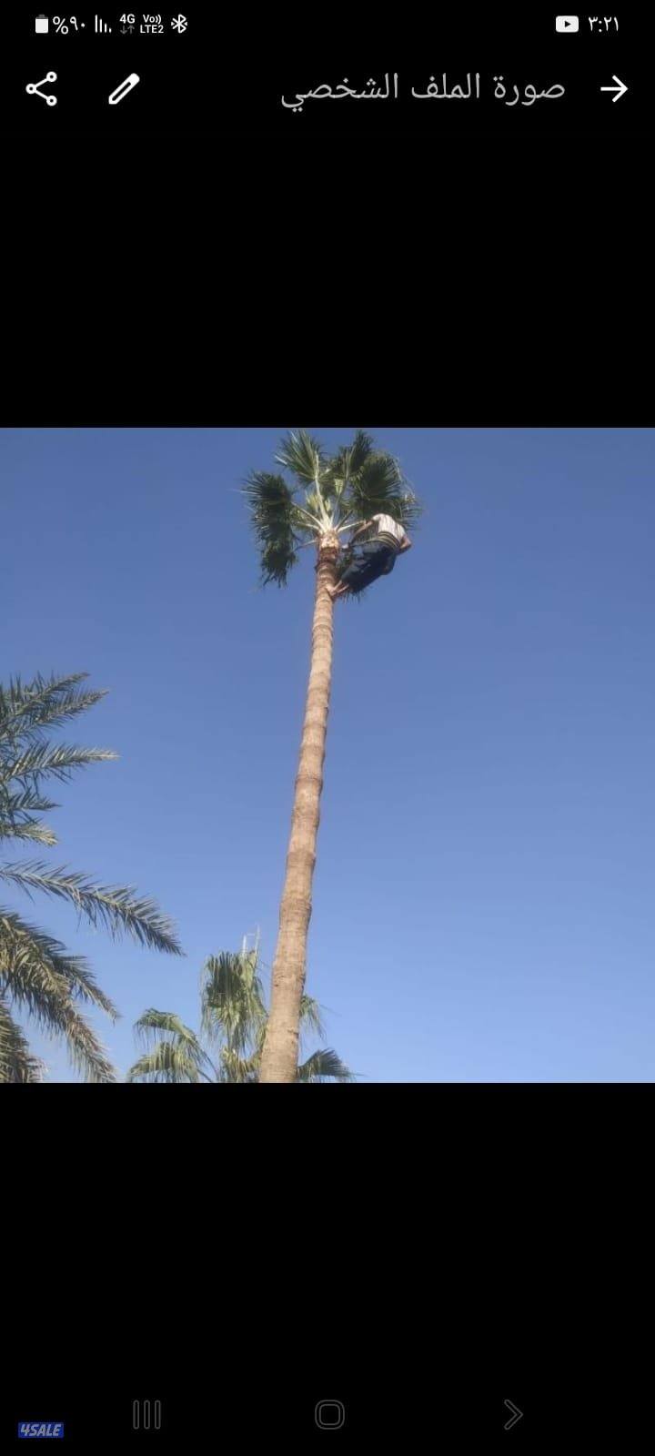 تنسيق حدائق وتنظيف وتكريب نخيل9