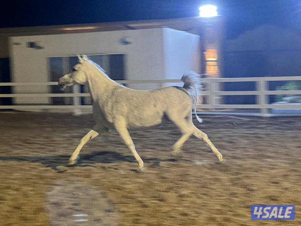 🔴 فرس مصرية مع فلوتها بعمر 8 شهور جودة عاليه🔴0