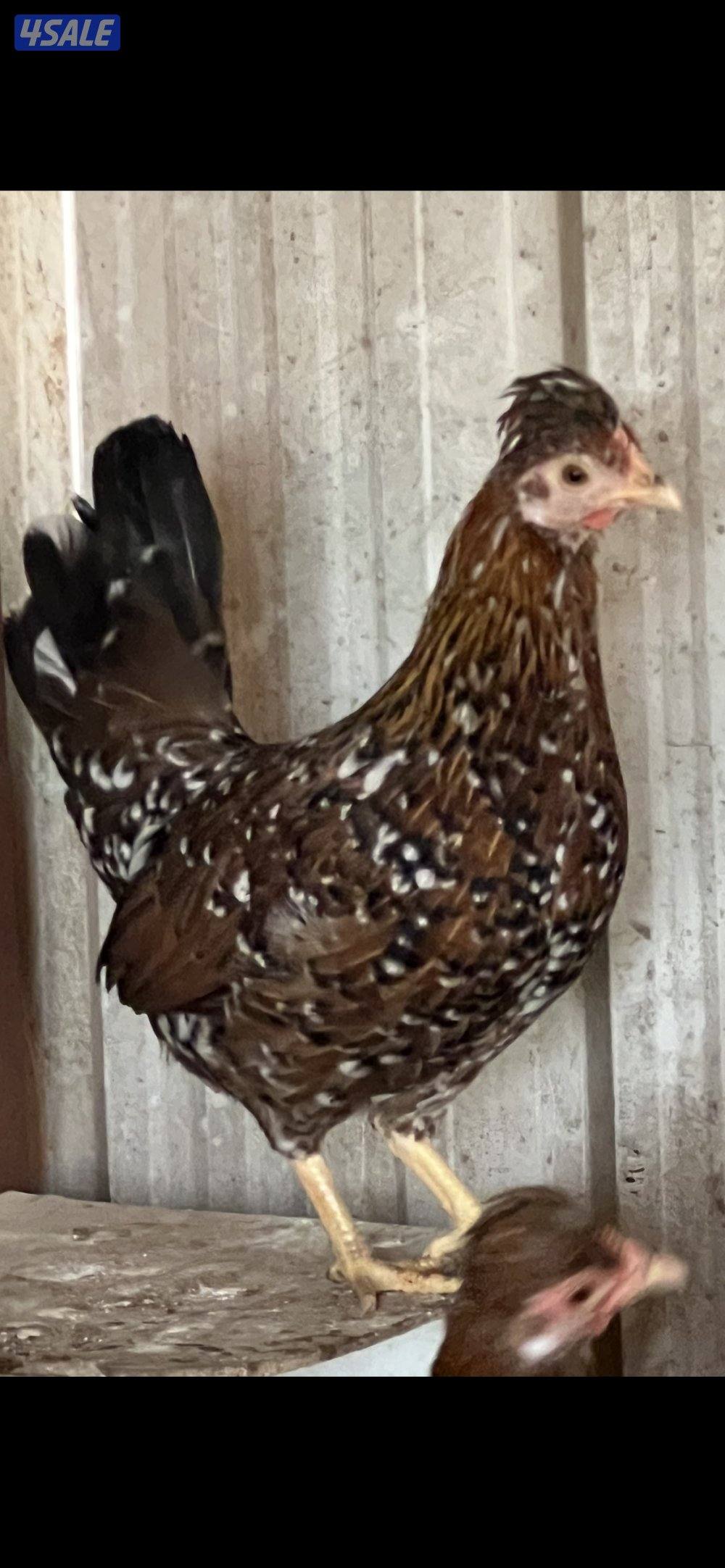 دجاج عربي قديم (ترثه) فاخر جدا وبيور0