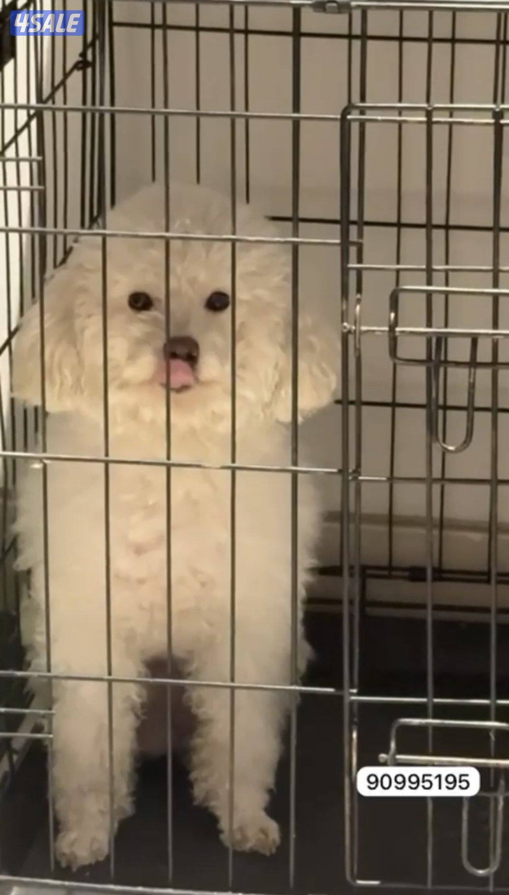 للبيع ذكر بودل ابيض0