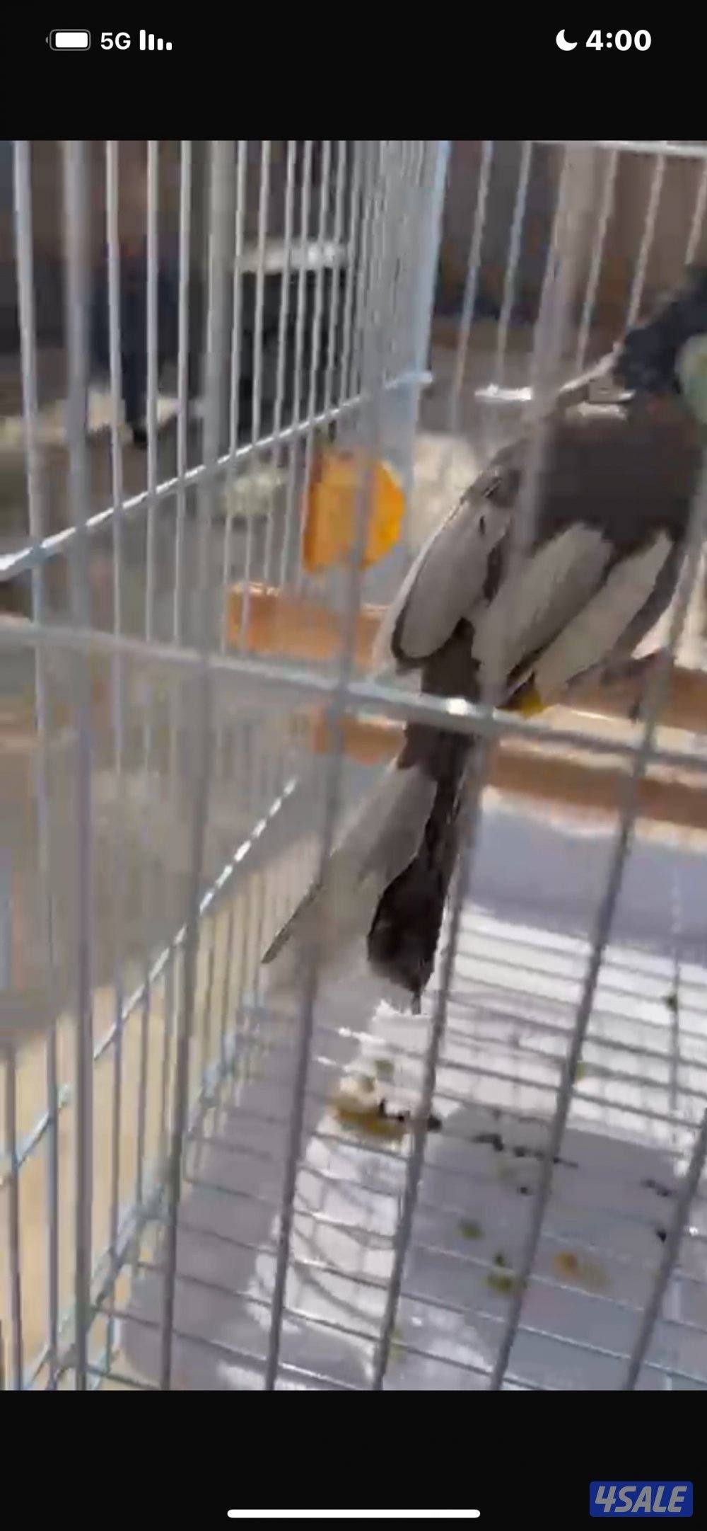 بلبل مسبق وكشميري2