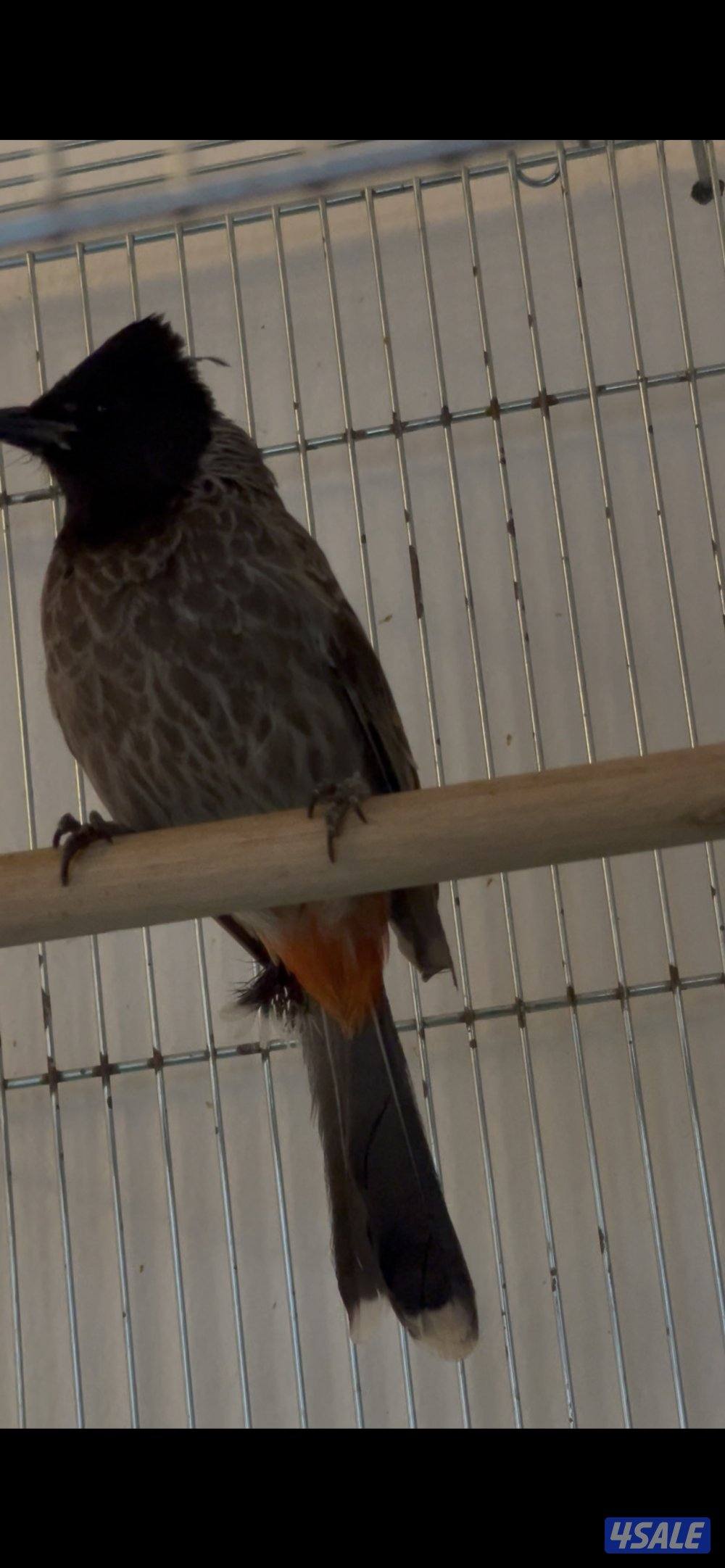 بلبل مسبق وكشميري0