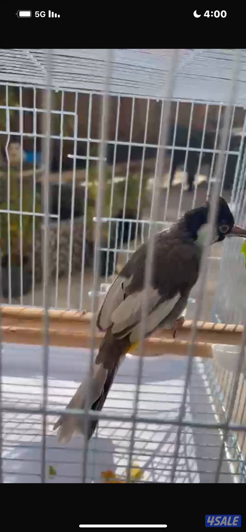 بلبل مسبق وكشميري1