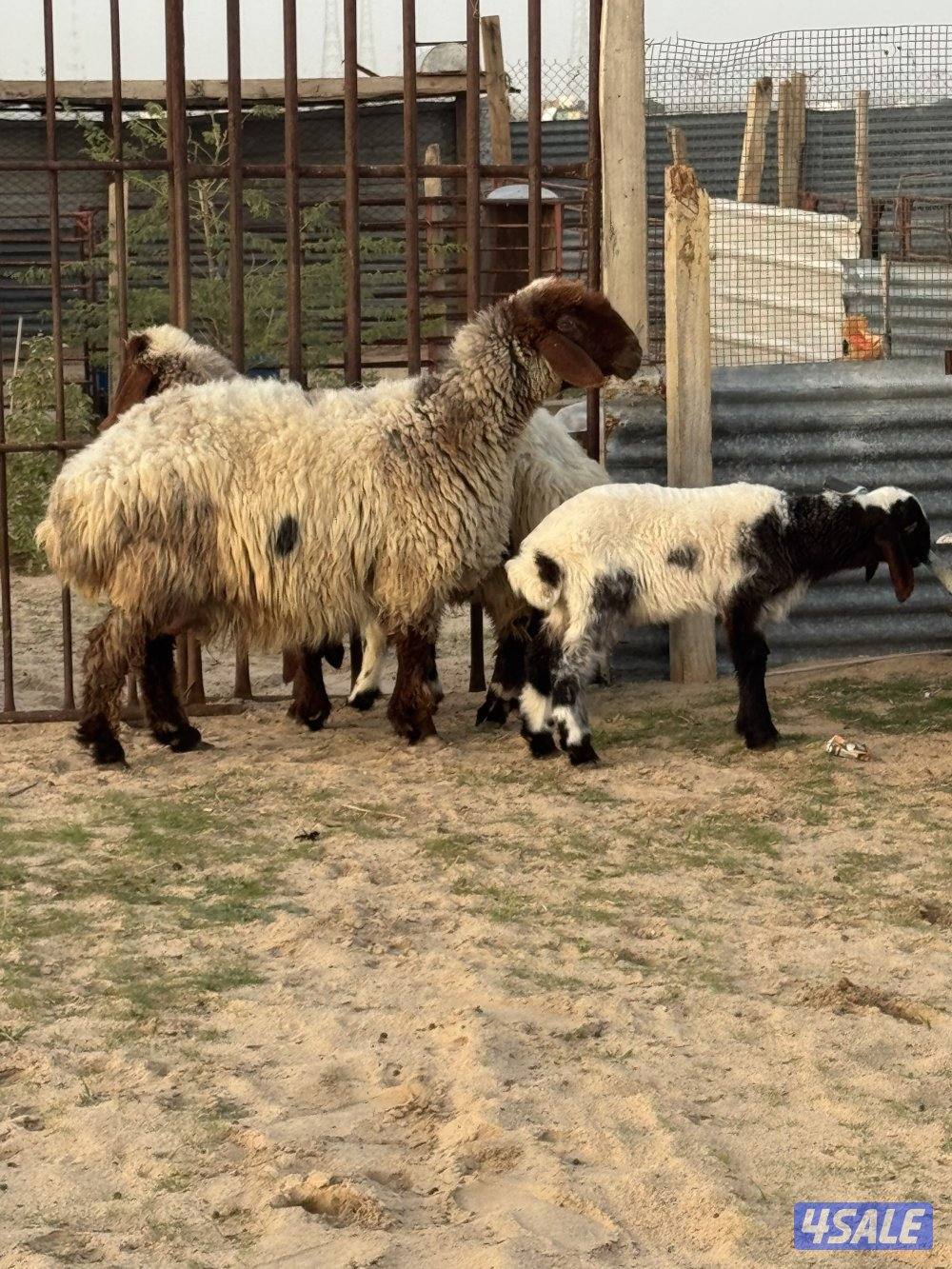 للبيع مطافيل0